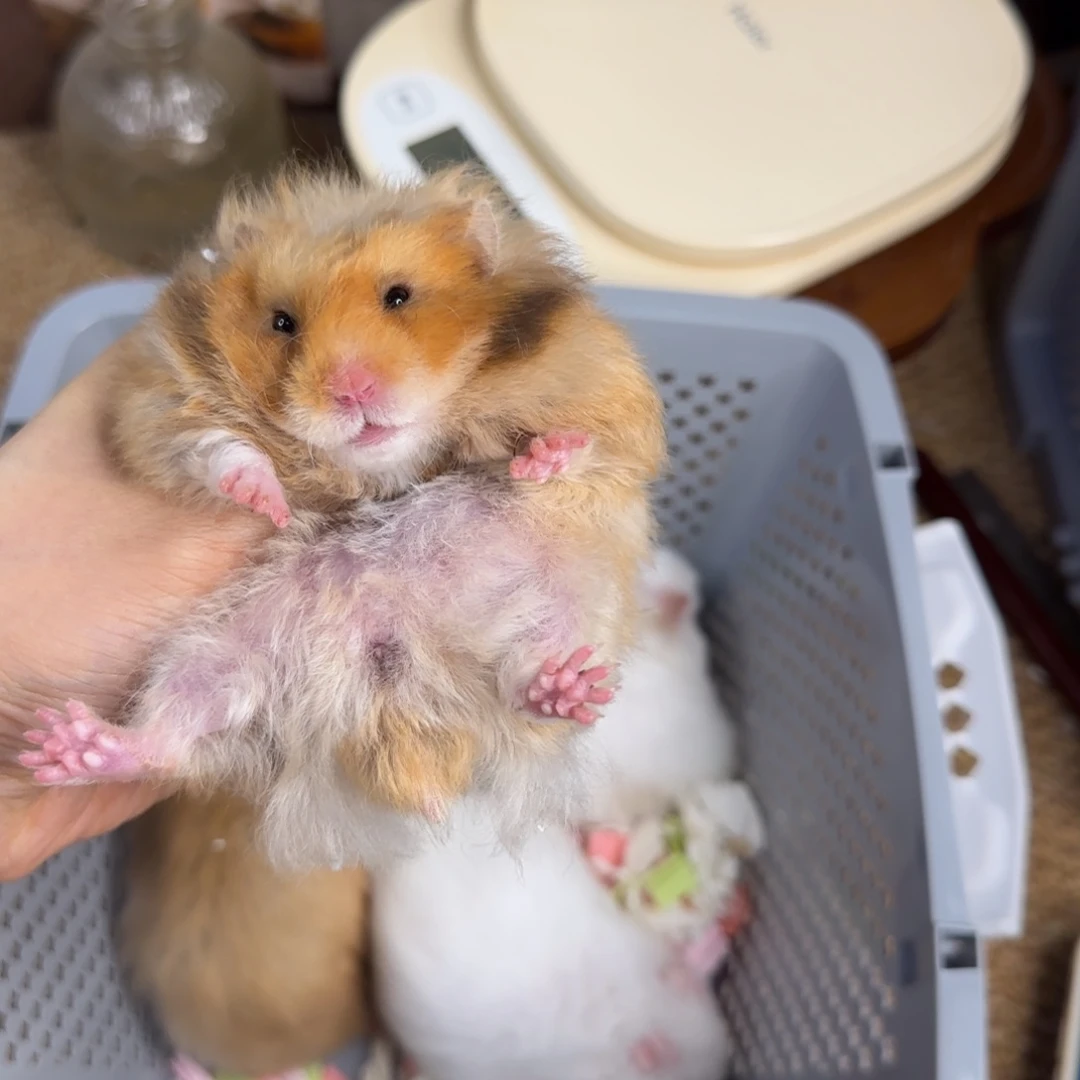 卷毛锈色妹妹9.08生日