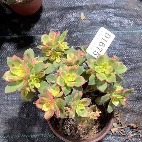 1675艳日辉多肉有砍处理