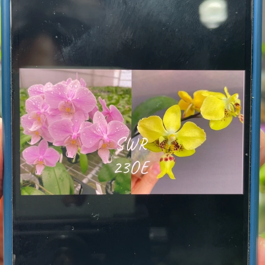 完全开放23OE，2.5杯苗1棵