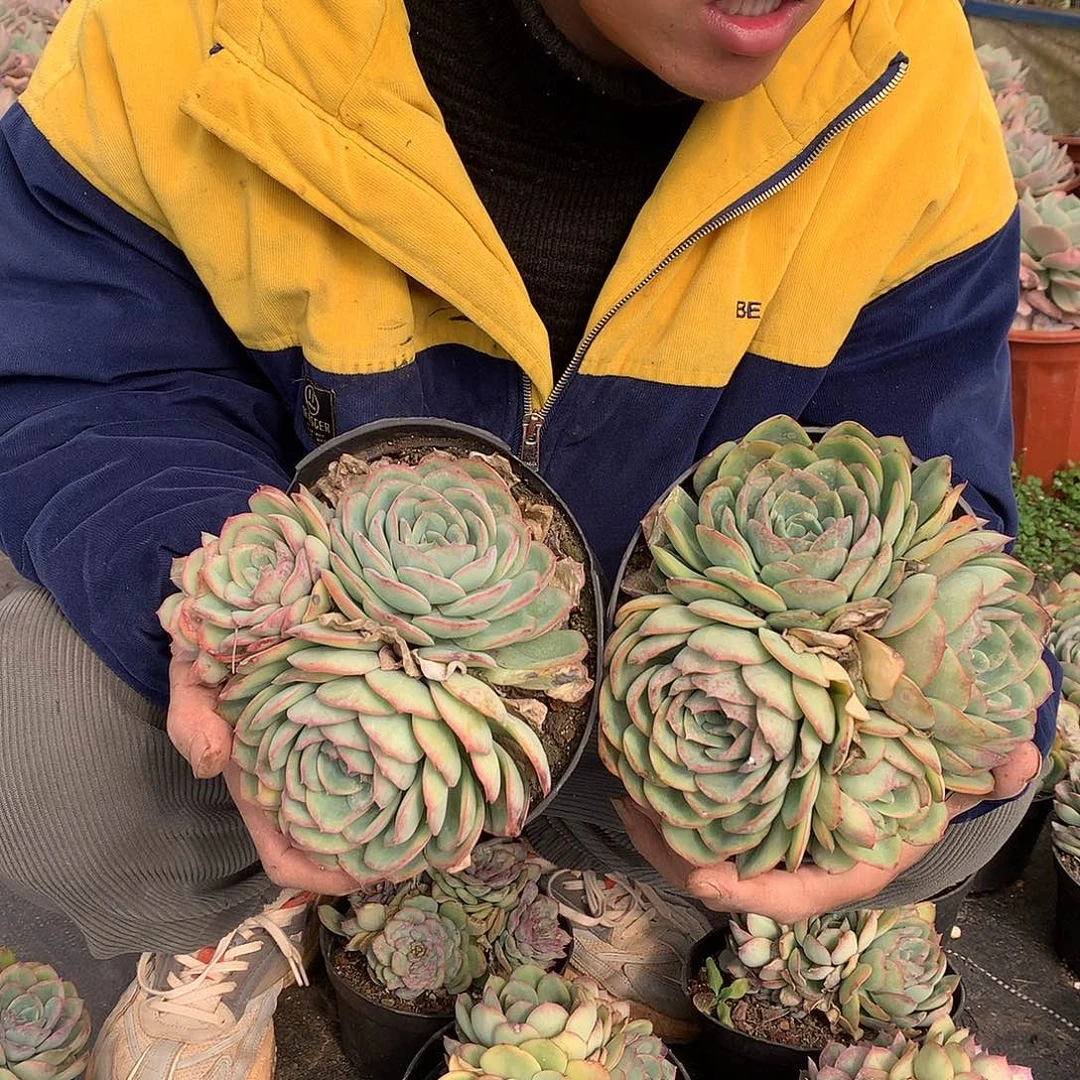 外播多肉晨露9.9