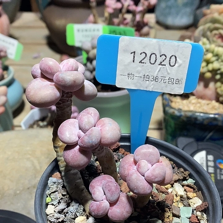 胭脂精品多肉桃蛋