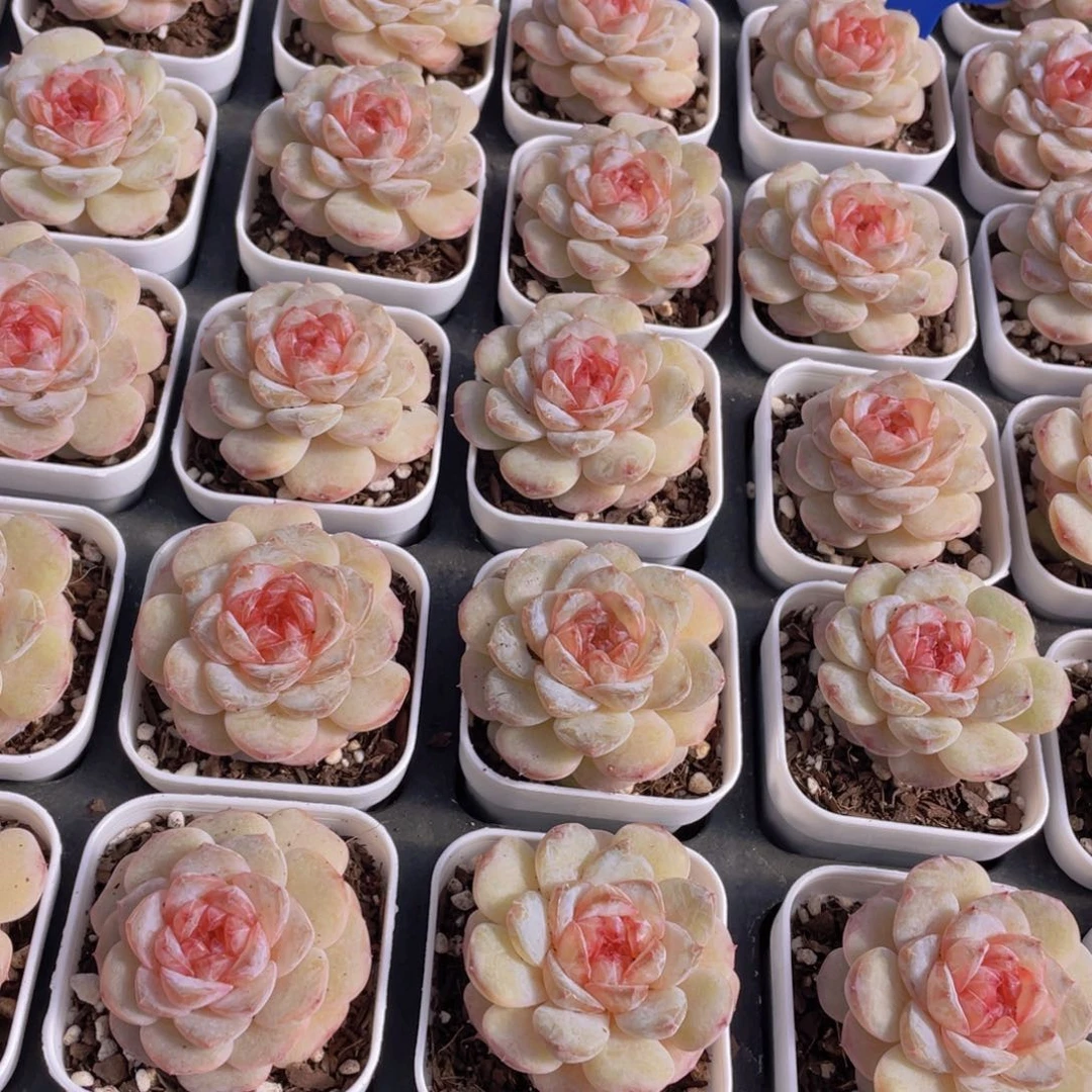 量拍101号 荔枝冻珍妮单头一个