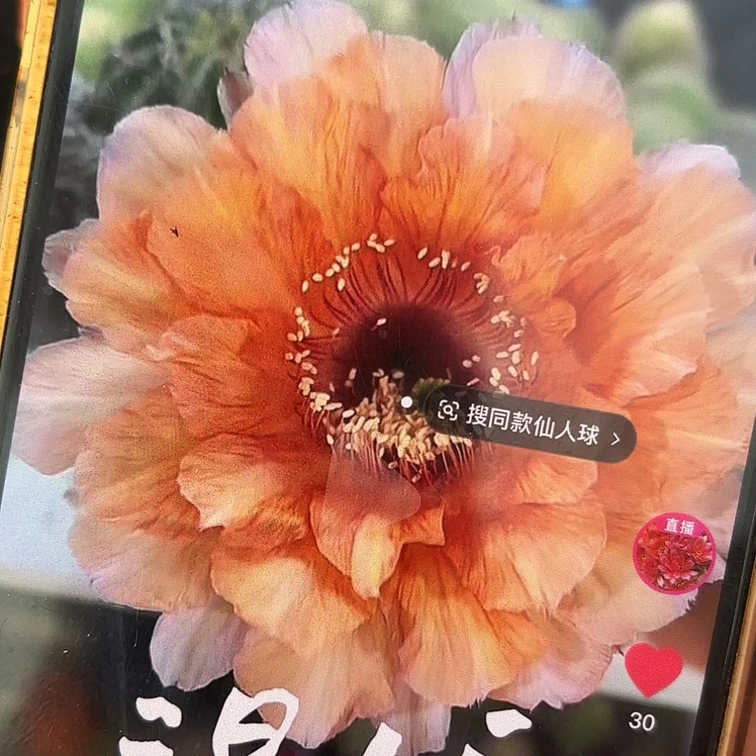 温婉带根20包邮小小瑕