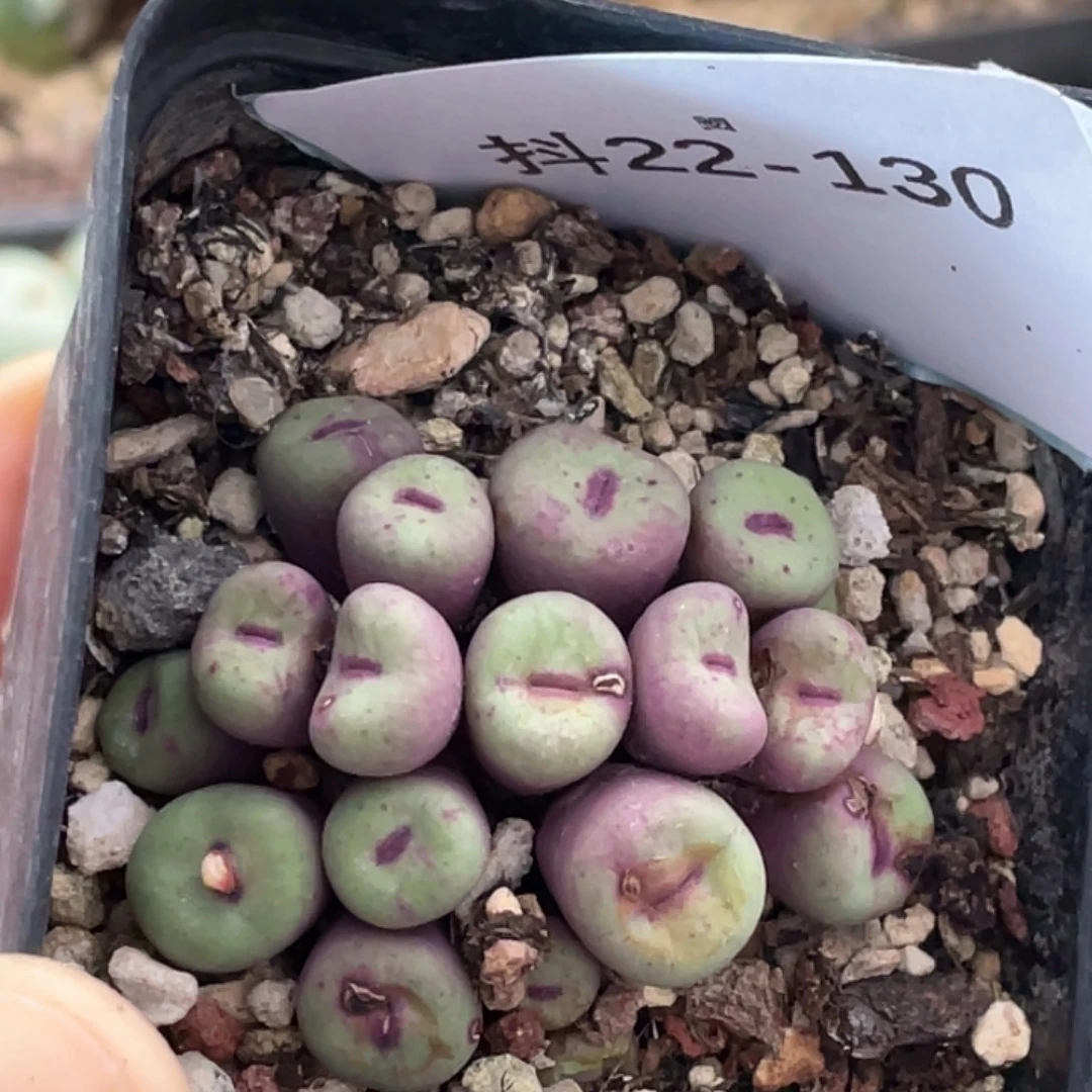 22-130嘴多肉植物肉锥