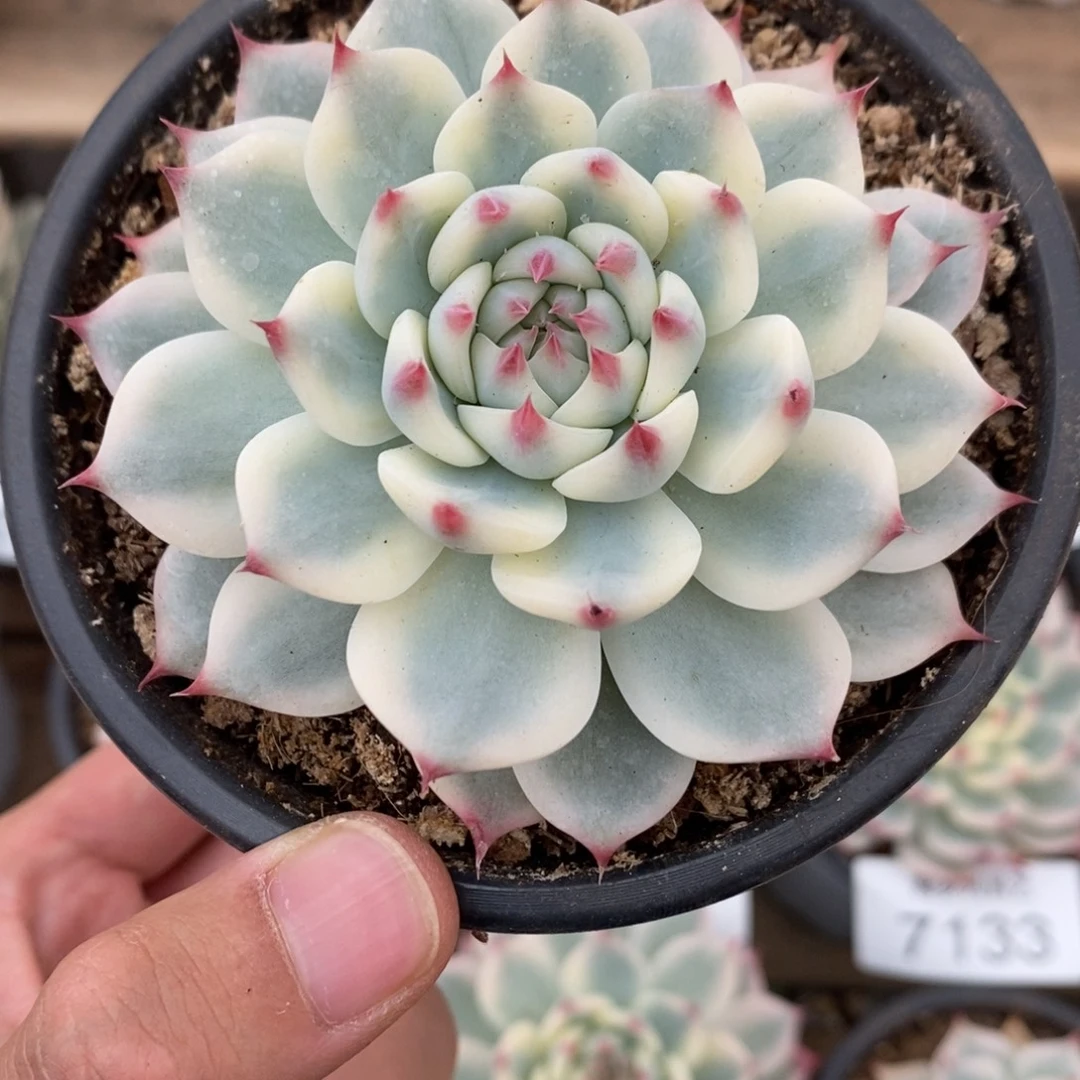 吉娃娃锦多肉植物7145