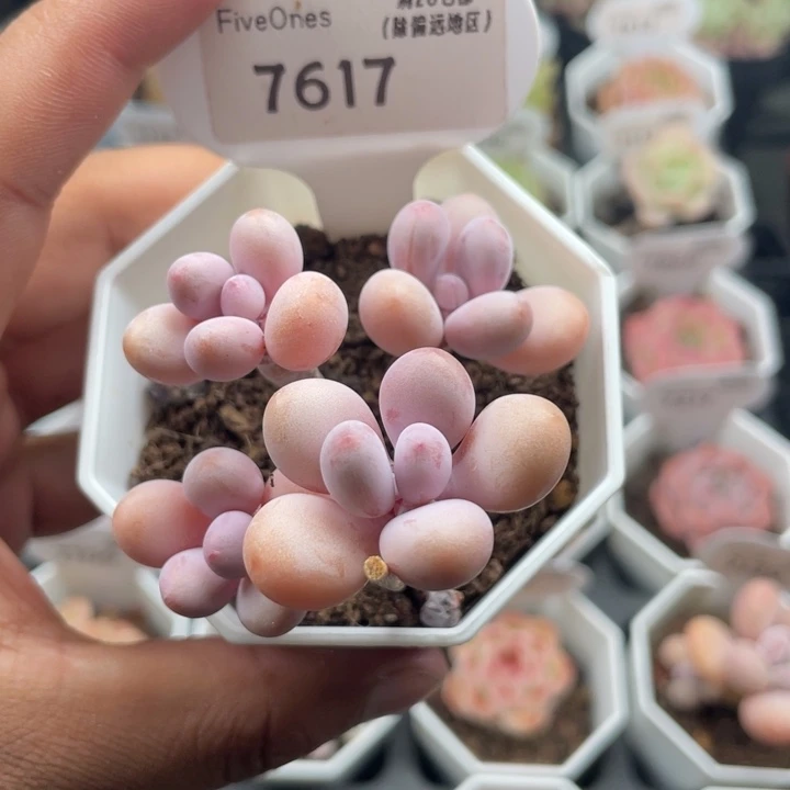 7617蛋黄奶酪4.0厘米