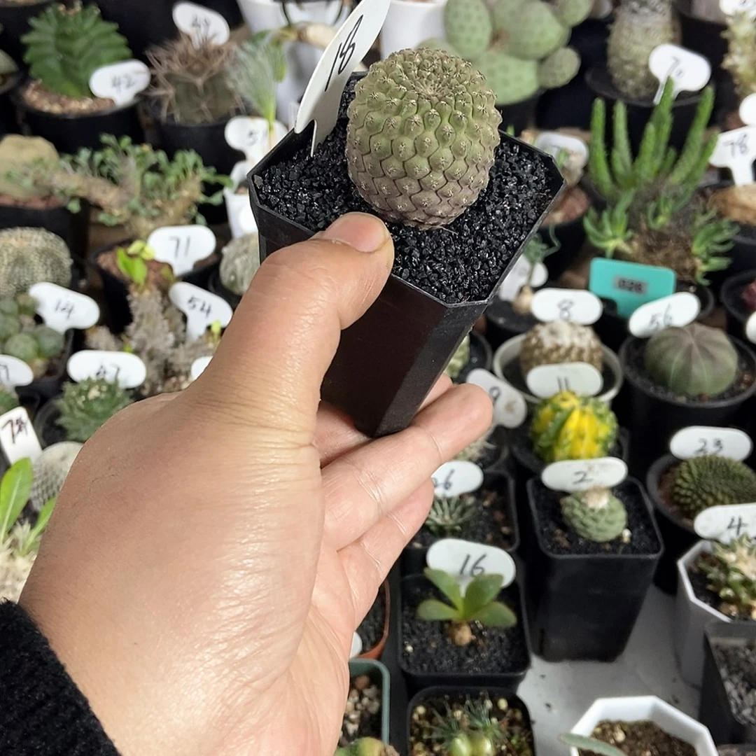 豹头一个一物一拍