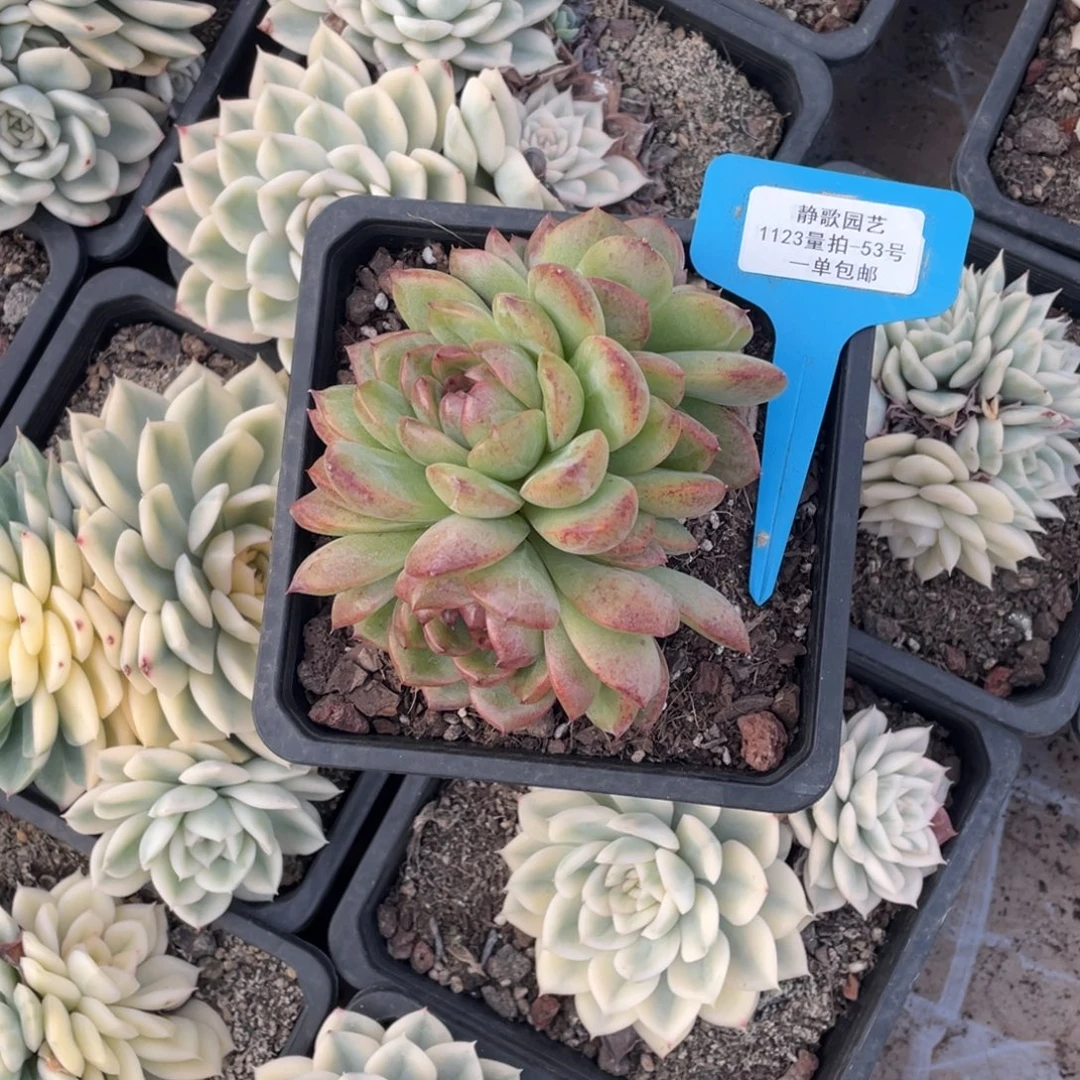 1123-53-红色魅影群生一颗