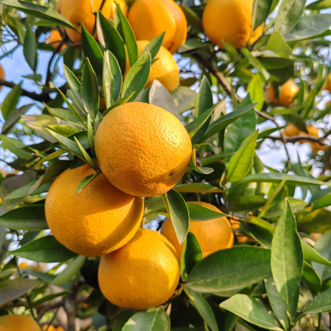 四川乡户脐橙现摘现发新鲜多汁