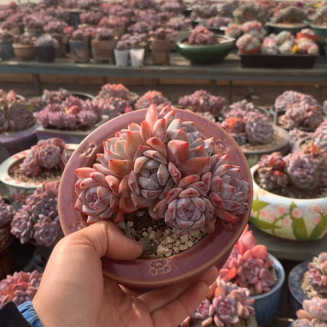 无花朵无砍哈哈哈哈哈哈哈32