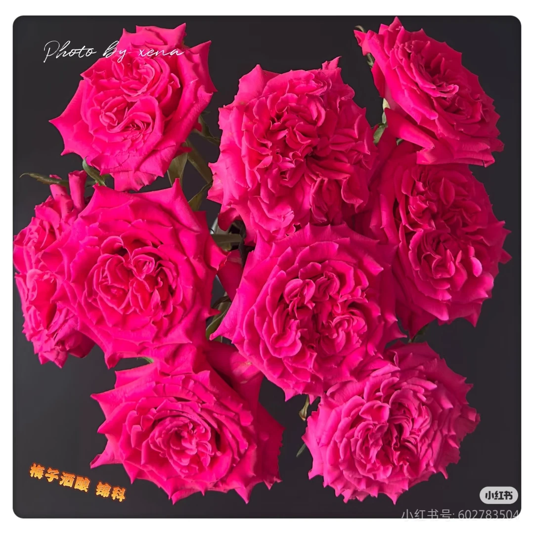 【梅子酒酿】玫瑰鲜花/花束 云南鲜花基地直发