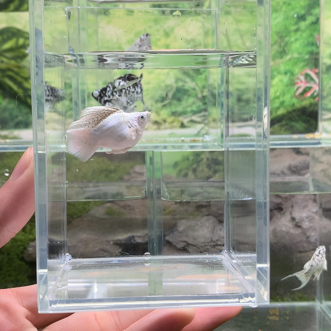 海水鱼1只高帆瓷白公