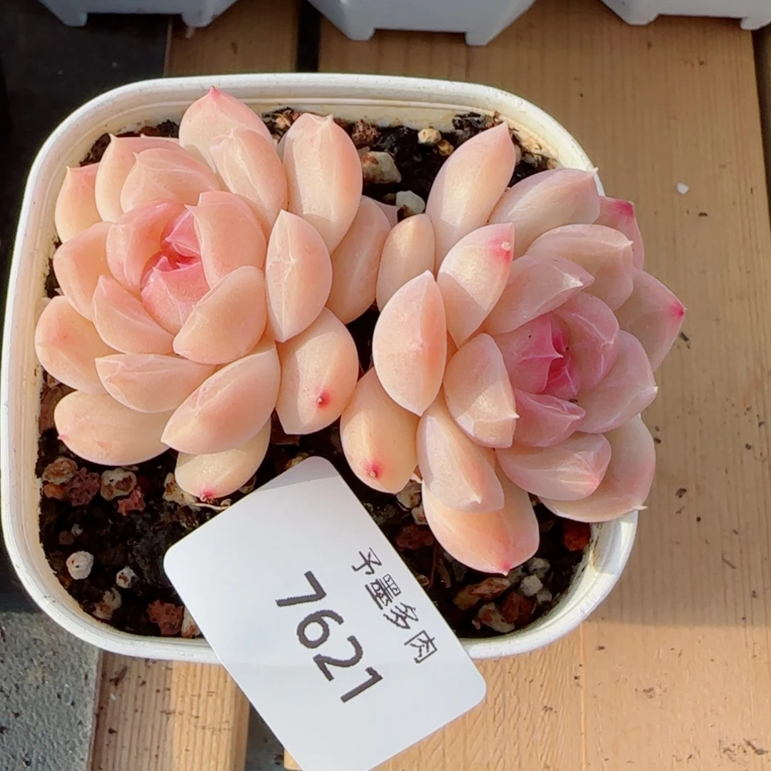 孤月珍妮，7621多肉植物