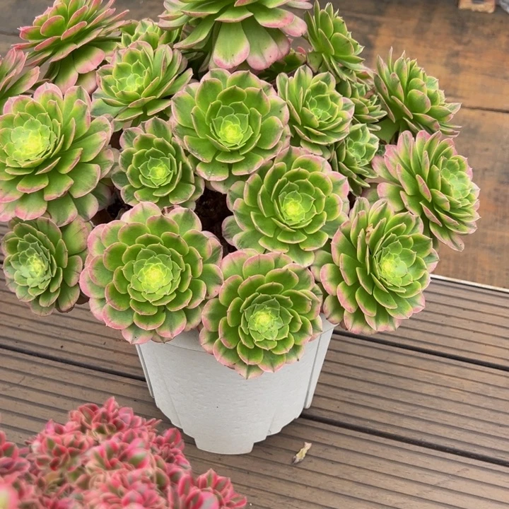 醉***颜9067海鲜捧花（298-3）
