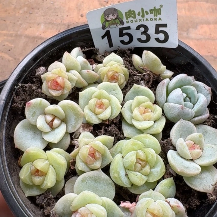 无花朵多肉植物多肉植物