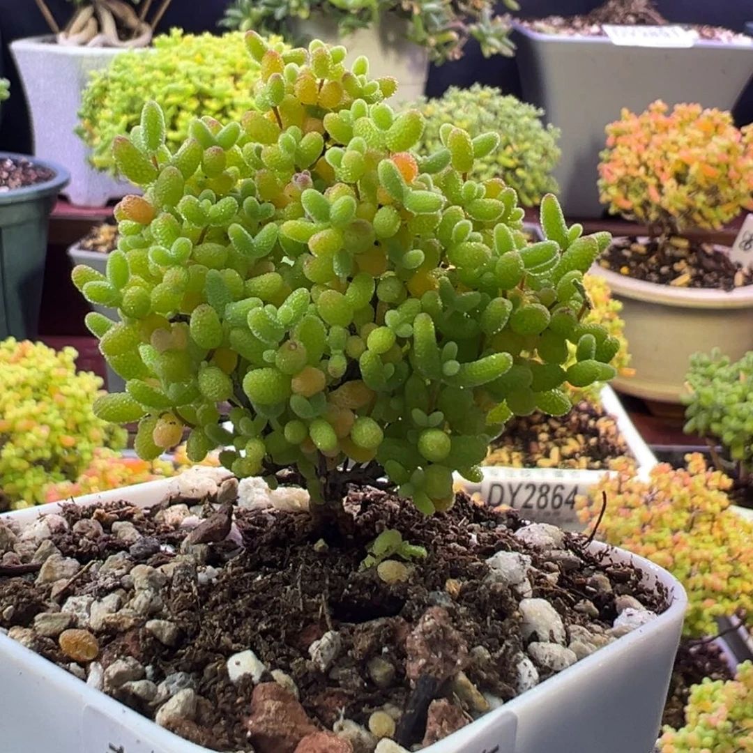 2871蜜橘糖球。6.5cm盆