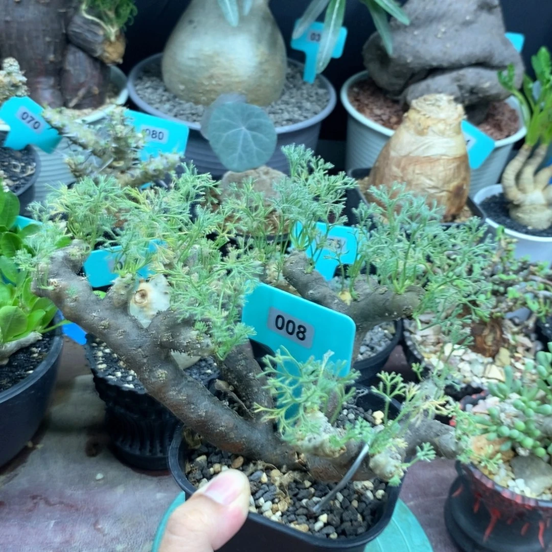 产地黑皮月界多肉植物