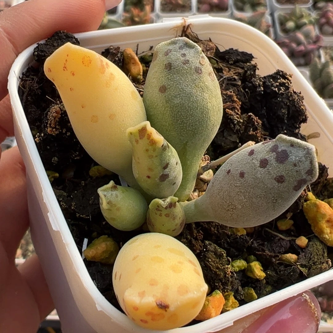 依****2海豹锦亮光锦多肉植物水泡