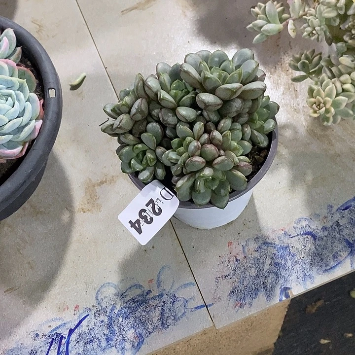 最***心234葡萄多肉植物多肉