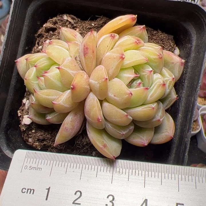 156 多肉植物组合