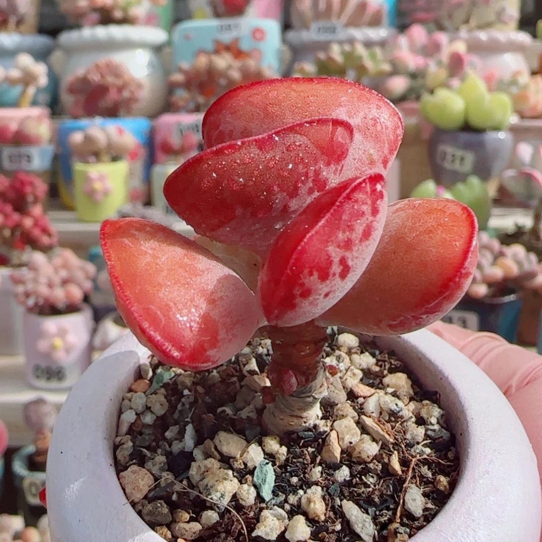 首选爱心 盆口4cm