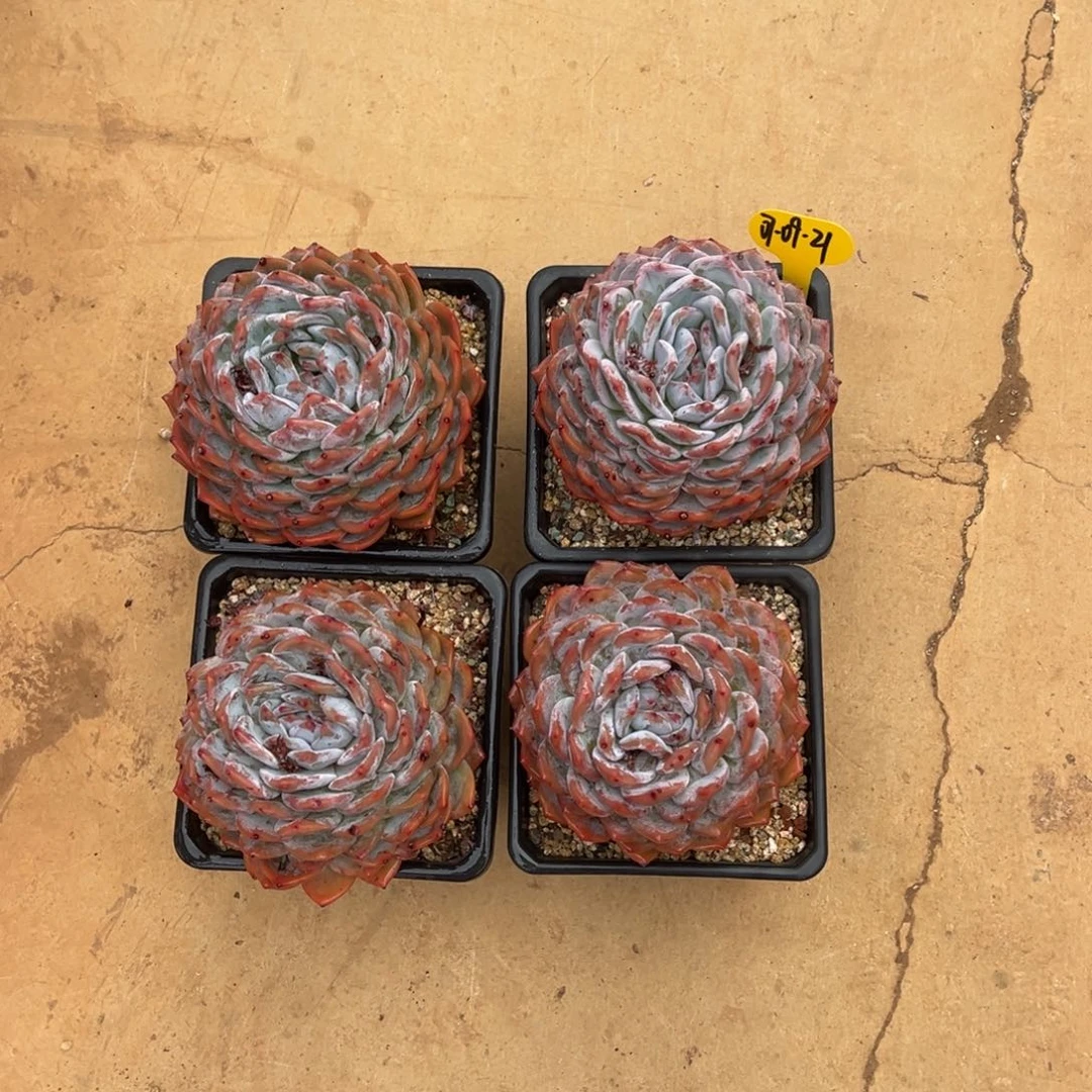 07-09-21四颗橙梦露多肉植物