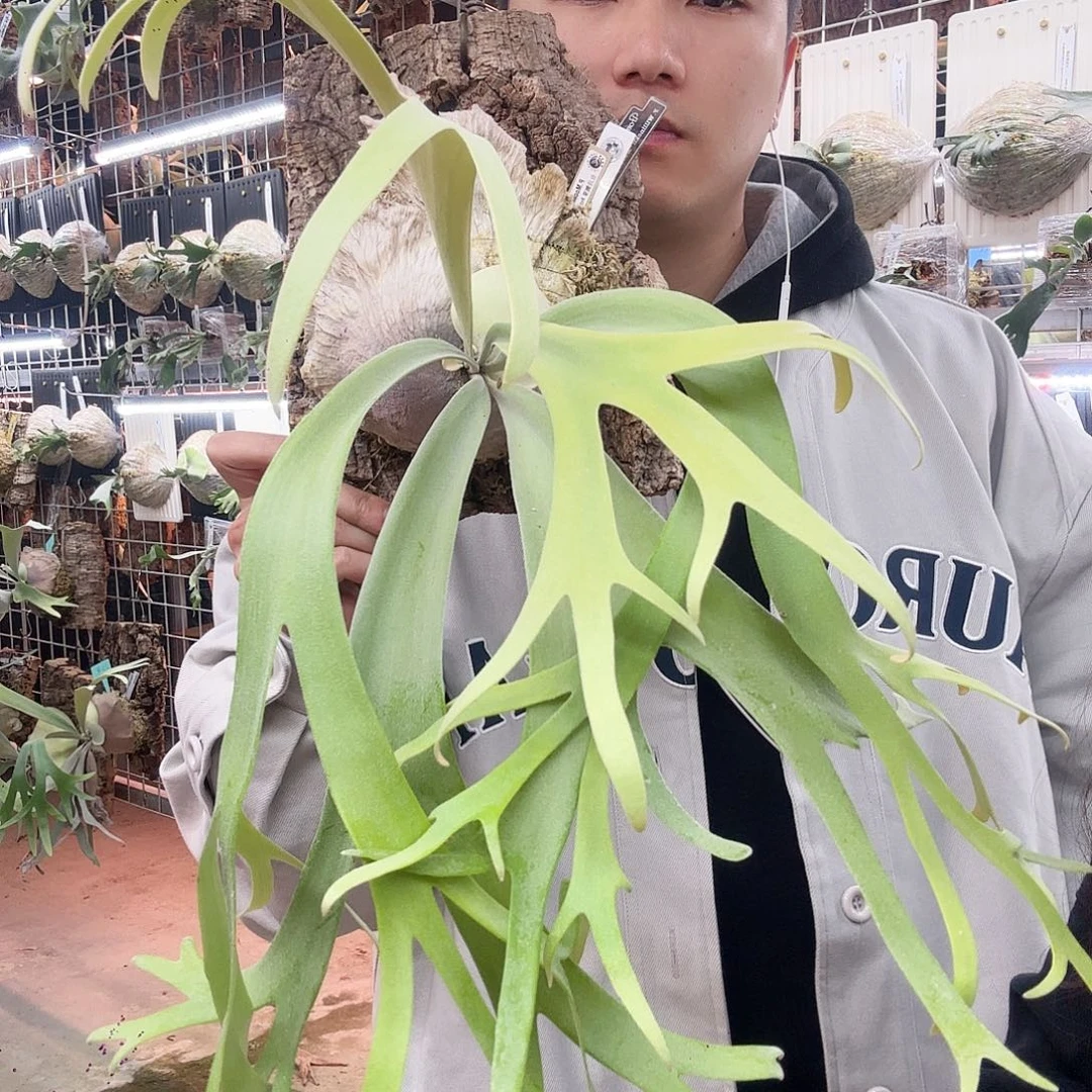 无花朵台月鹿角蕨