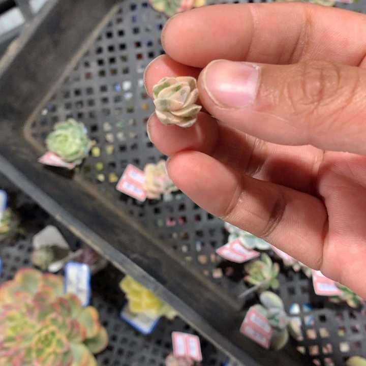 龙公城锦腹轮锦侧芽
