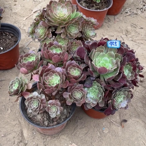 955多肉植物组合，