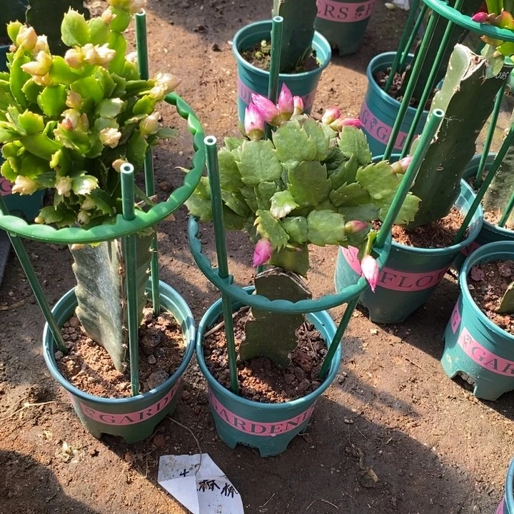 用***7完全开放 28 061重瓣花