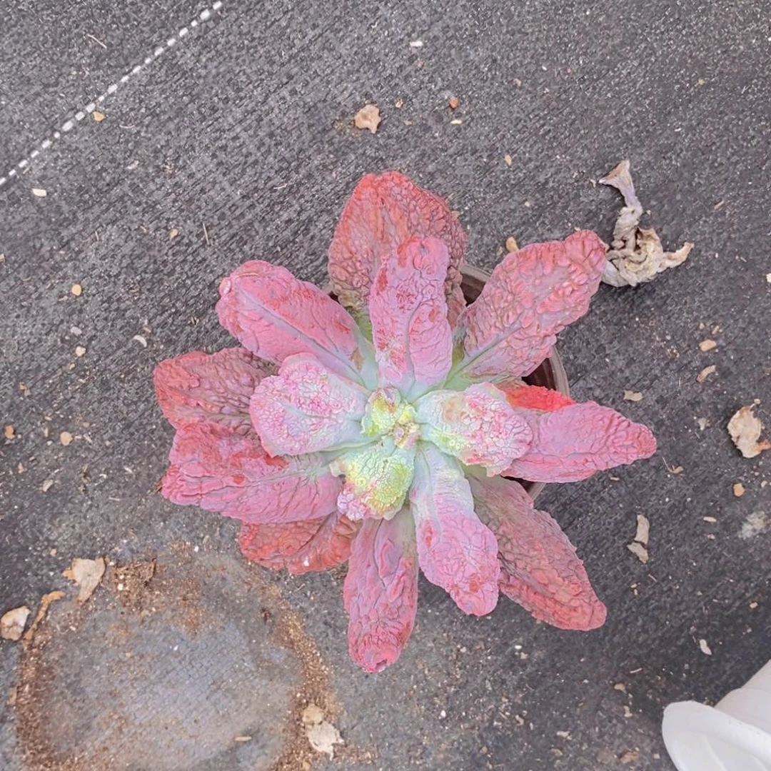 大单头狂野男爵一盆