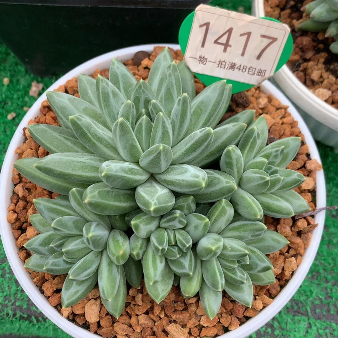 胖体青花瓷无砍1417