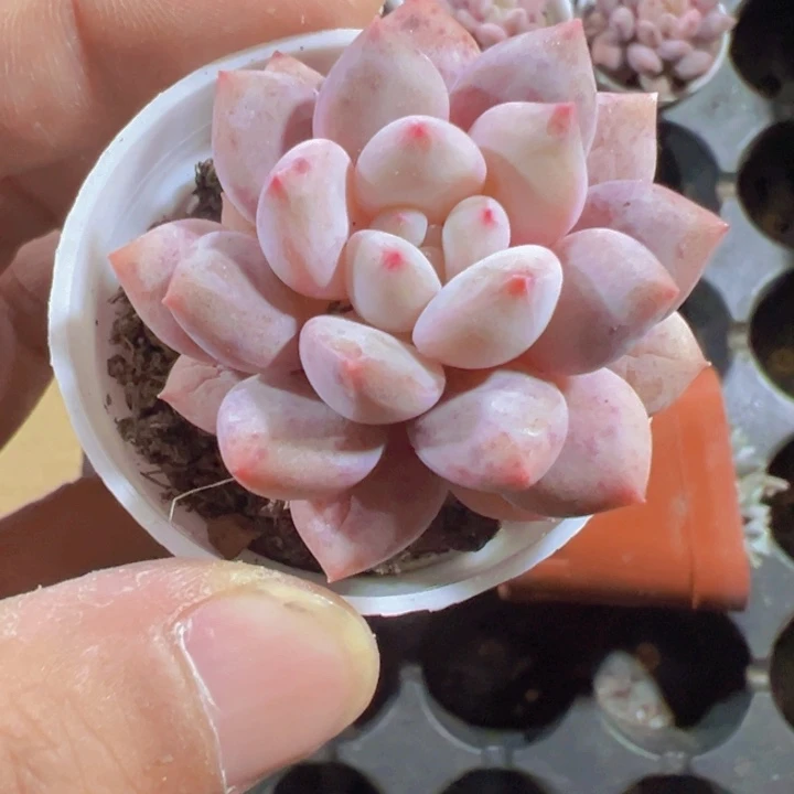 半夏精品多肉植物大战