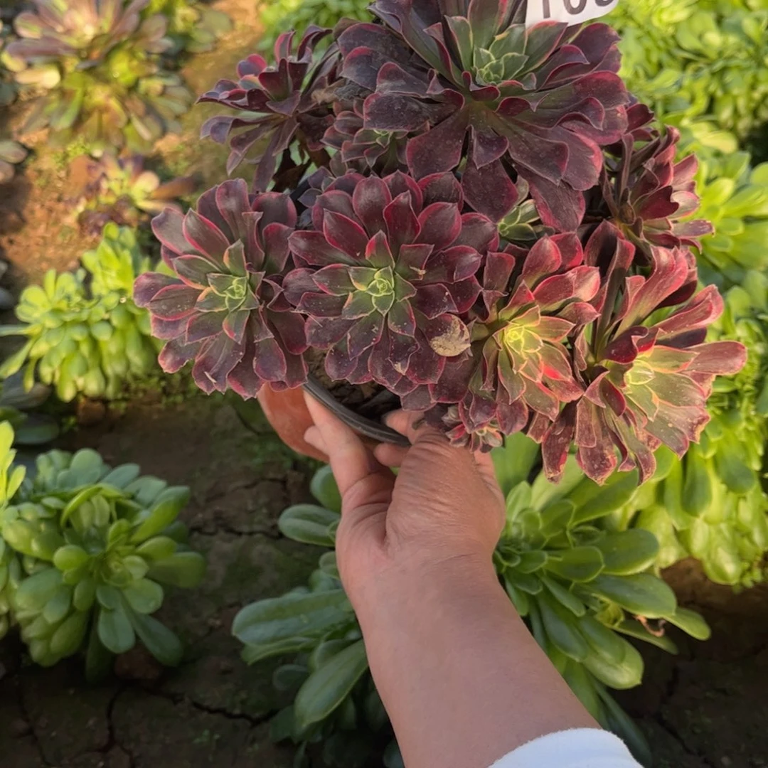 金丝雀108不包断枝