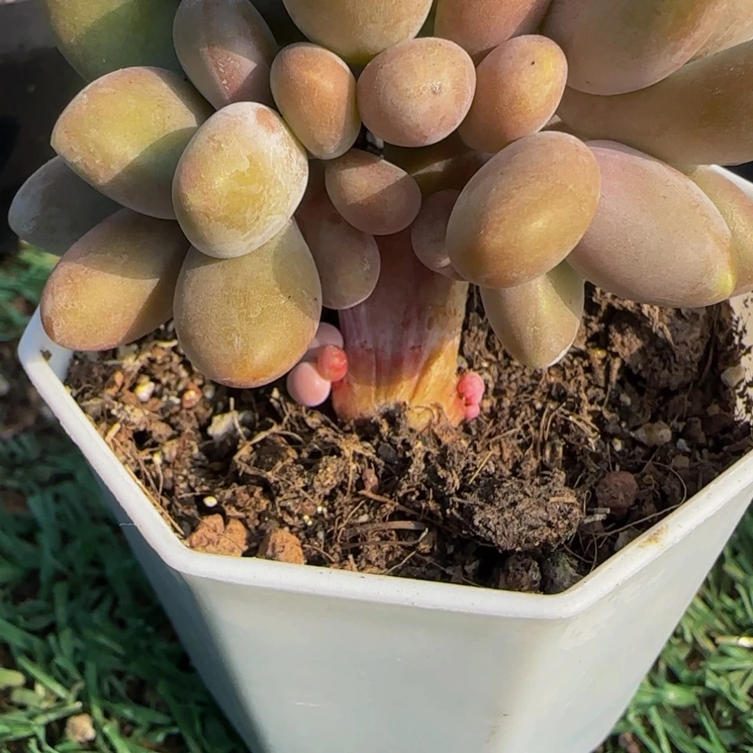 *****飘然芒果奶树桩特价