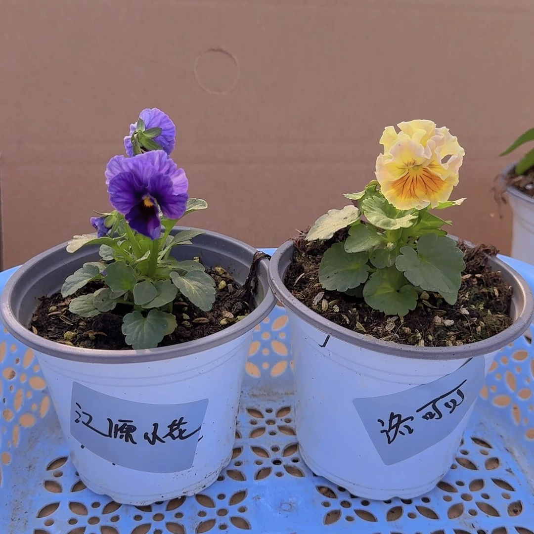 无花朵8号组合角堇