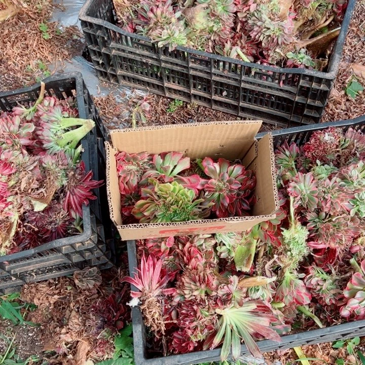 砍头苗醉话5个醉话多肉法师