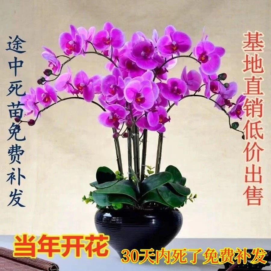 蝴蝶兰花苗便宜处理兰花大苗客厅室内植物花卉四季开花好养观