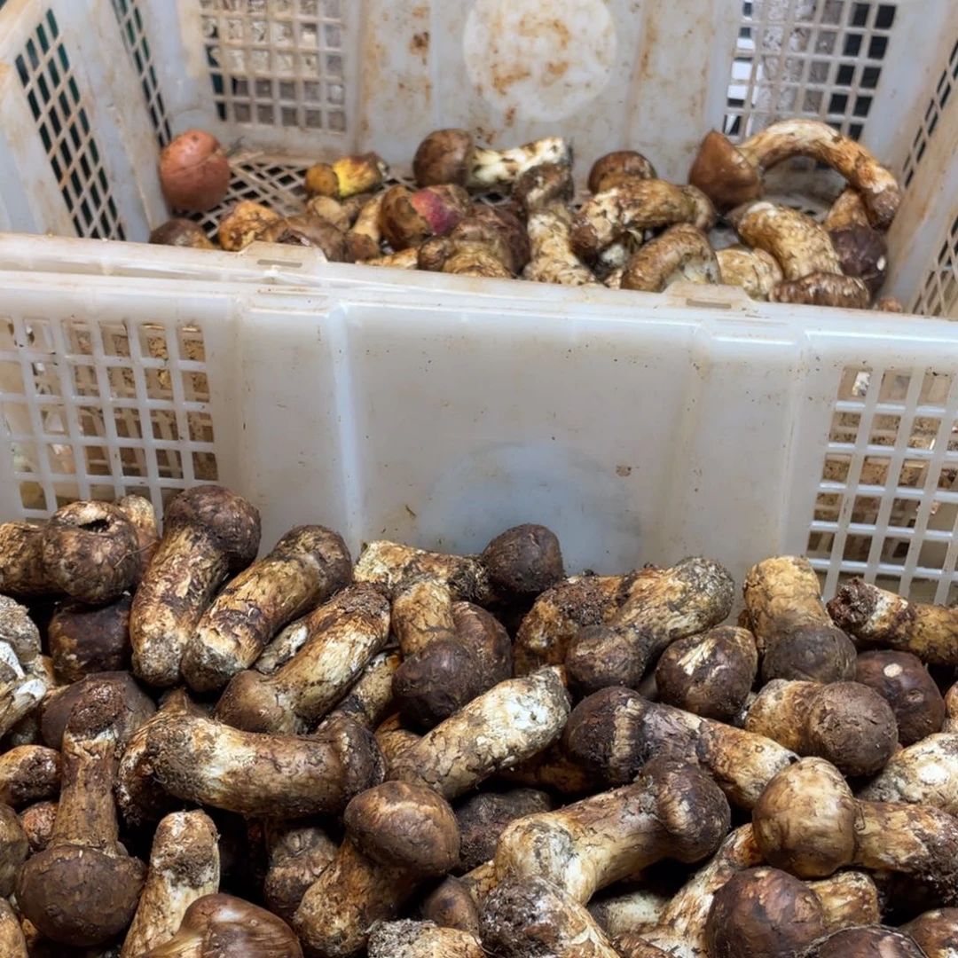 中国大陆松茸买的多送的多