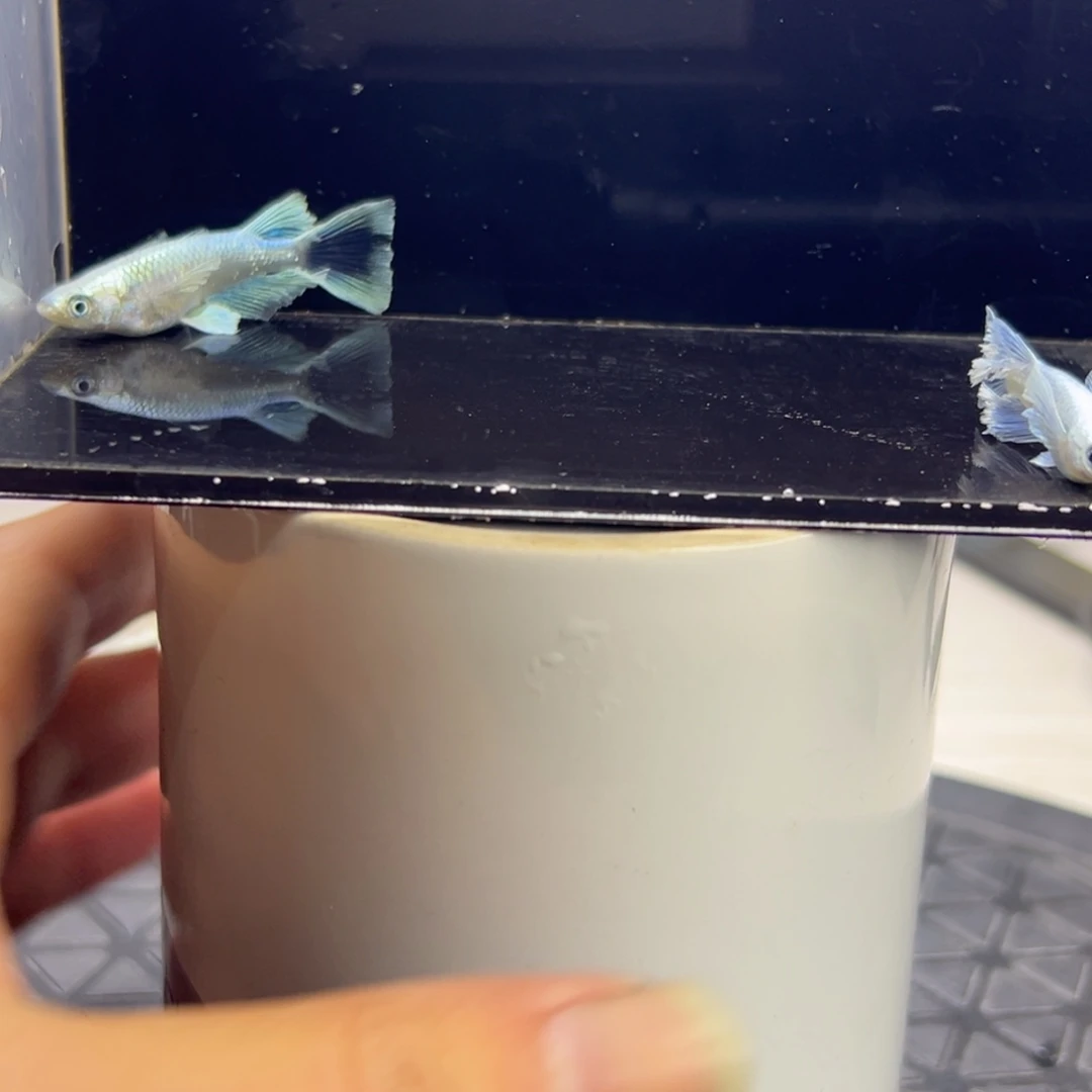 青鳉鱼7。