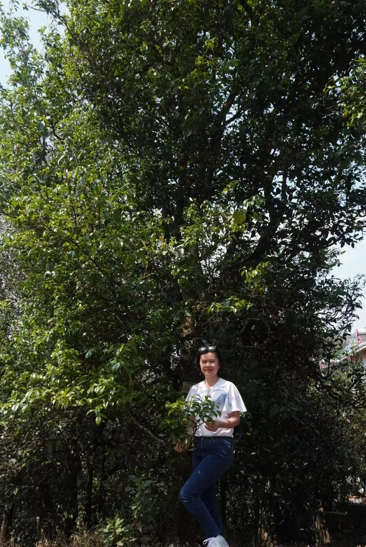 邦崴单株2025年邦崴单株800年古树一棵树生茶普洱茶