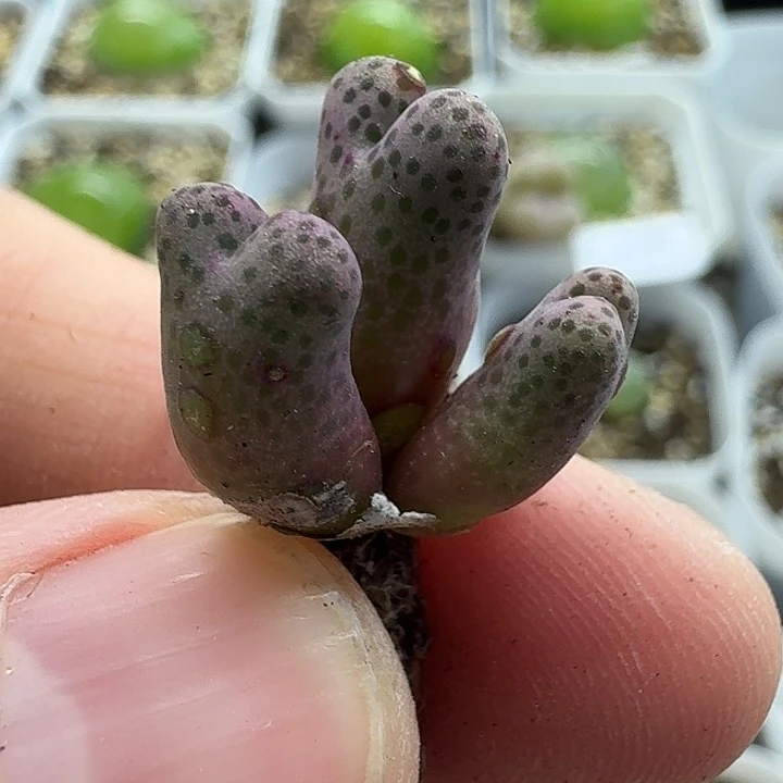 老马生石花斑马2121
