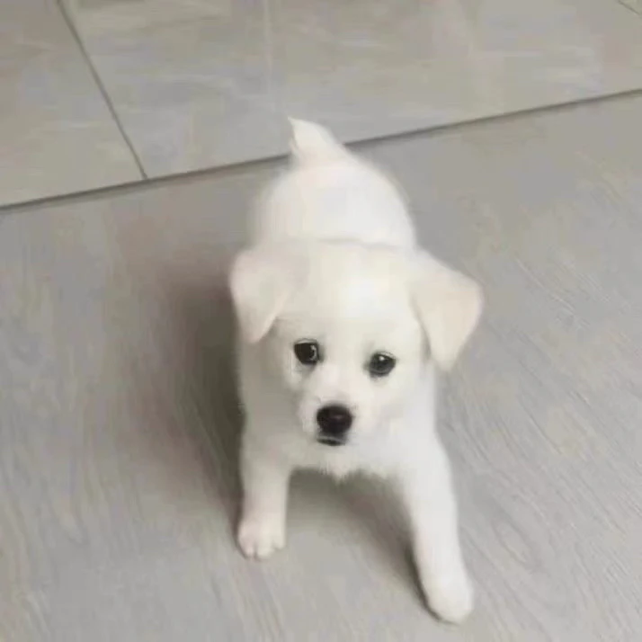 田园犬小白小黑小黄一物一拍