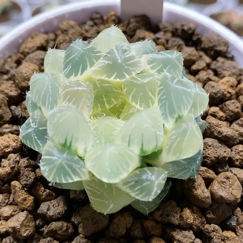 【闪购商品】114糊斑白赤