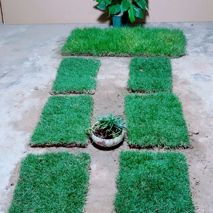 萧***雨无花朵马尼拉草坪包邮价格，。。