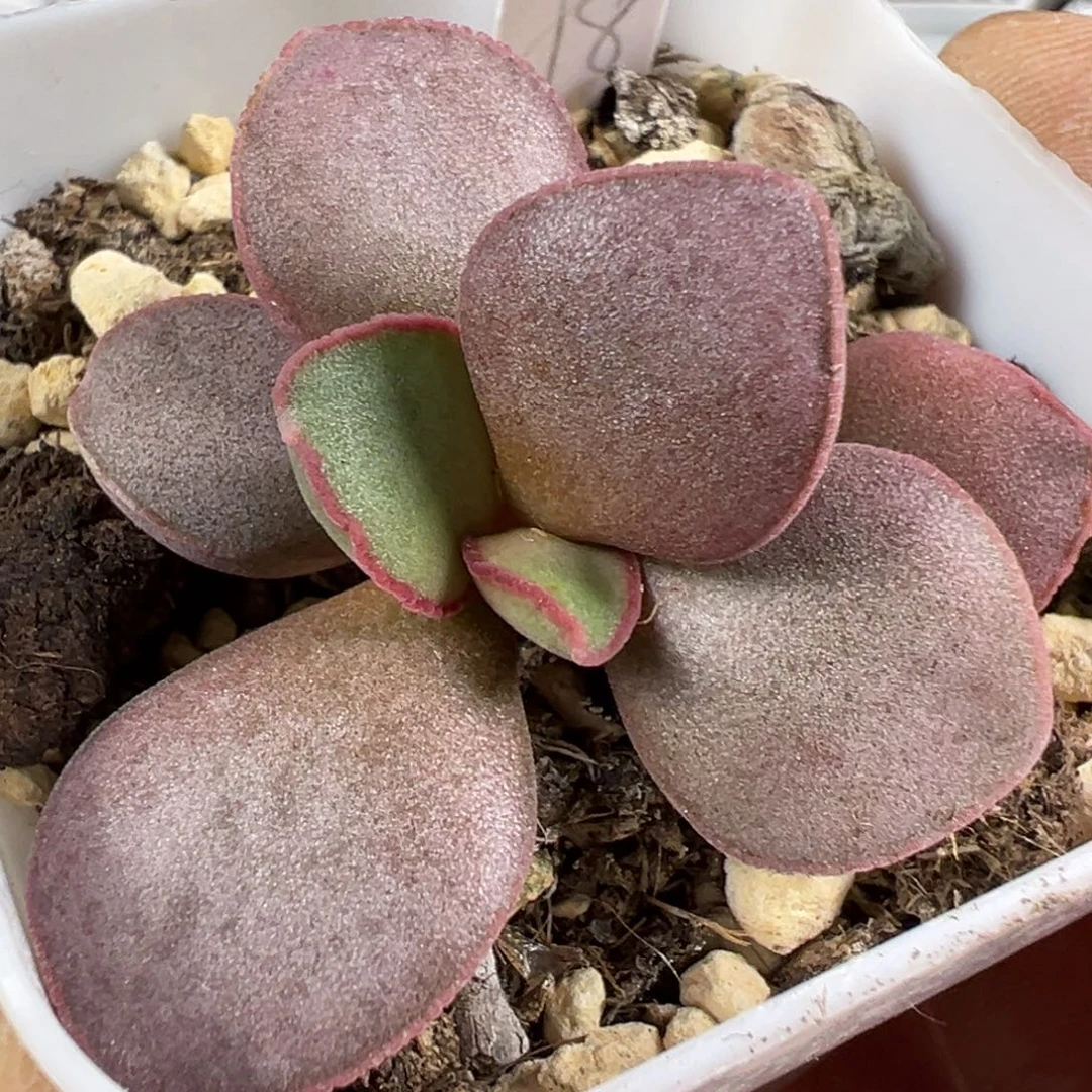 情人心水泡多肉植物水泡