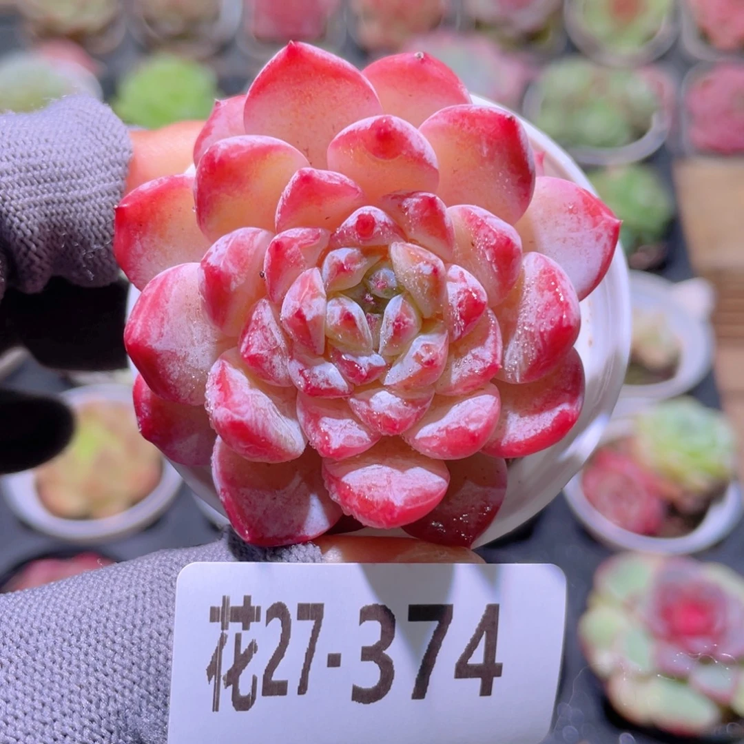 花利美27-374果汁