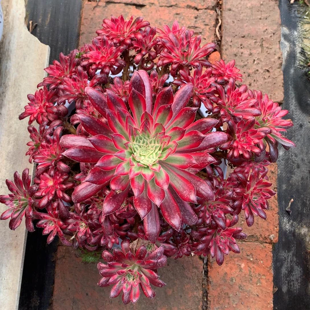 朱雀捧花，多肉植物