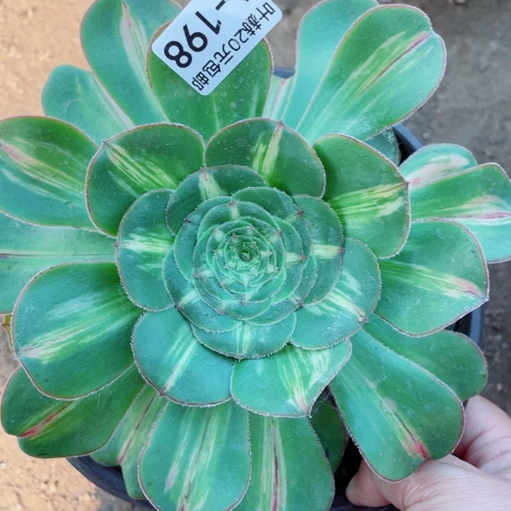 198暴君多肉12344578