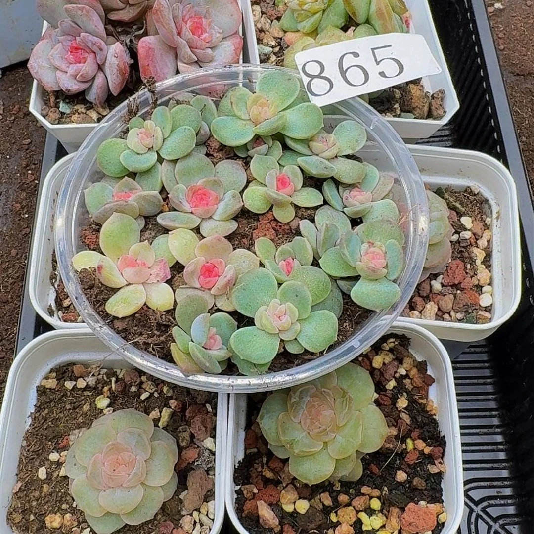 黄*瑞多肉植物多肉植物865